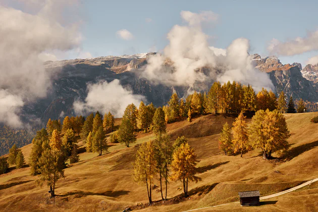 Herbst in Alta Badia: eine goldgelbe Almwiese mit goldgelben Bäumen