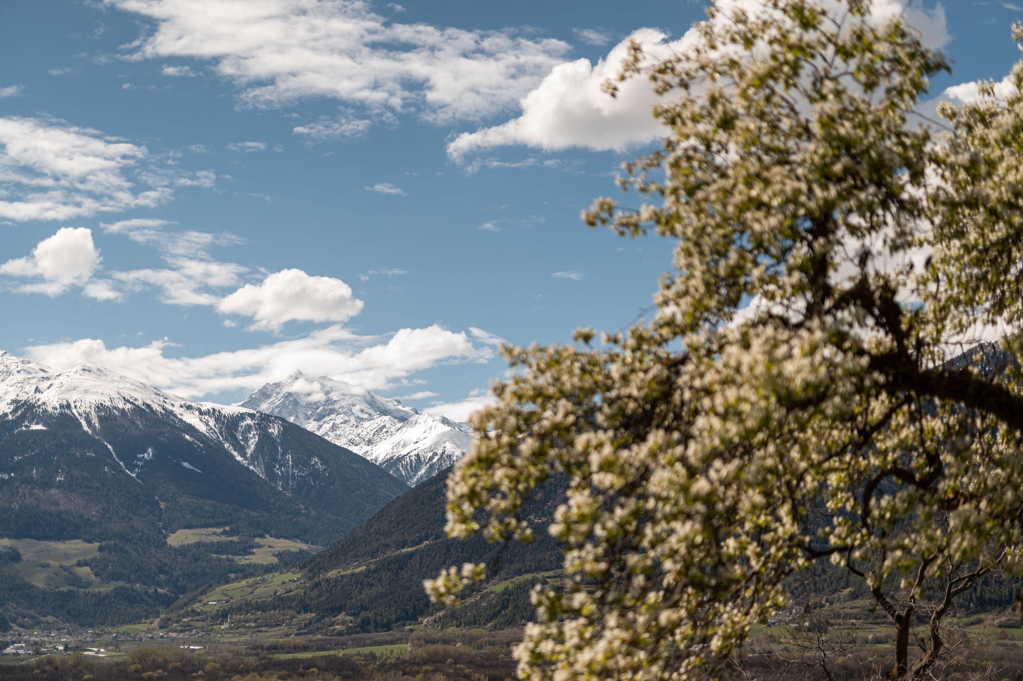 Blühende Bäume und verschneite Gipfel im Vinschgauer Frühling