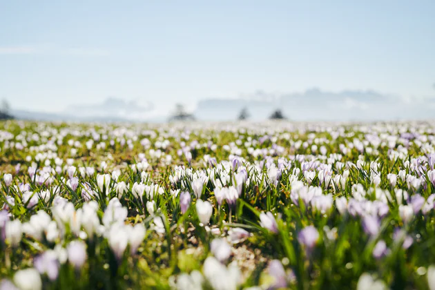 Květ krokusu v Jižním Tyrolsku