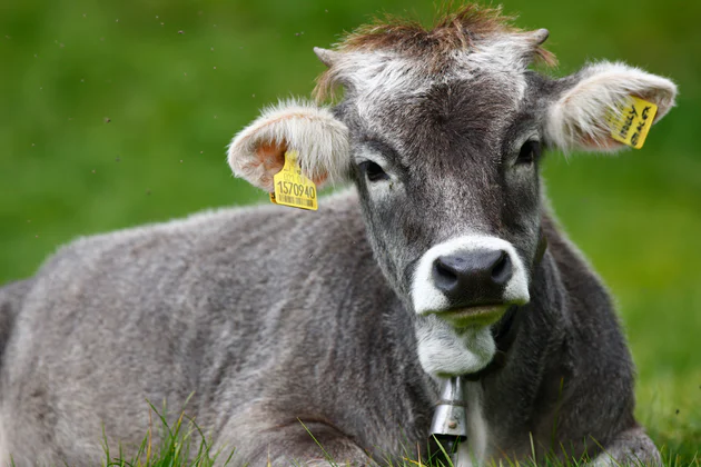 Een grijsbruine koe met een koeienbel om de hals.