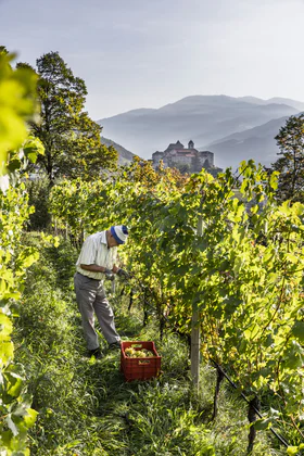 Pracownik zbiera winogrona w winnincy Johannserhof