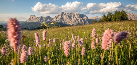 Meadow with mountains in the background in Altia Badia