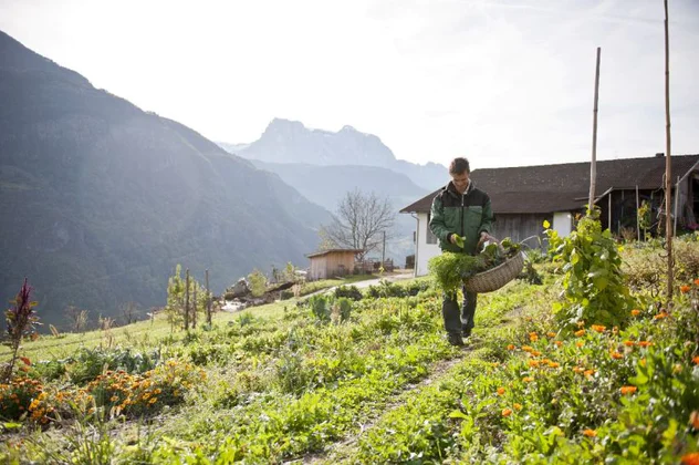 Groenteteler Harald Gasser loopt met een mand vol groente over een smal paadje bij zijn bedrijf in Barbian/Barbiano, met de Alpen op de achtergrond. 
