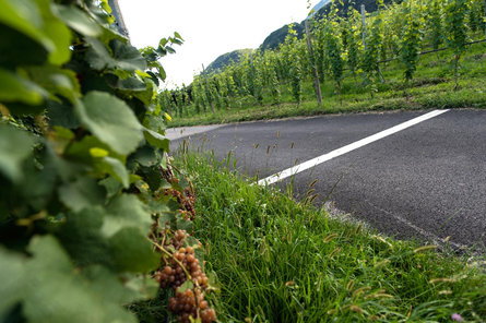 Caldaro Wine Trail (Weinweg Kaltern) Kaltern an der Weinstraße/Caldaro sulla Strada del Vino 2 suedtirol.info