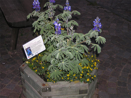 The blue flower of Anterivo  3 suedtirol.info