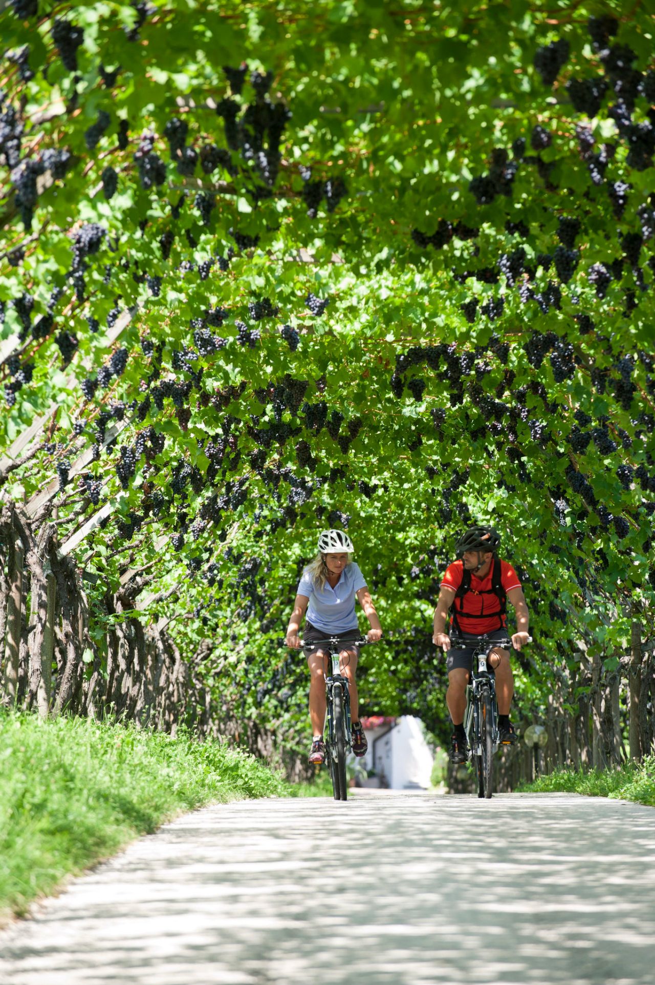 Zwei Freunde machen eine Radtour entlang der Weinstraße