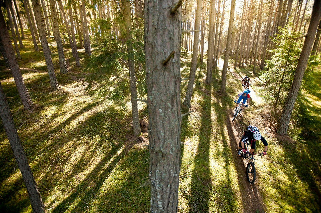 Eine Gruppe von drei Mountainbikern fahren durch einen Nadelwald in dem die Sonne durch die Baumkronen strahlt