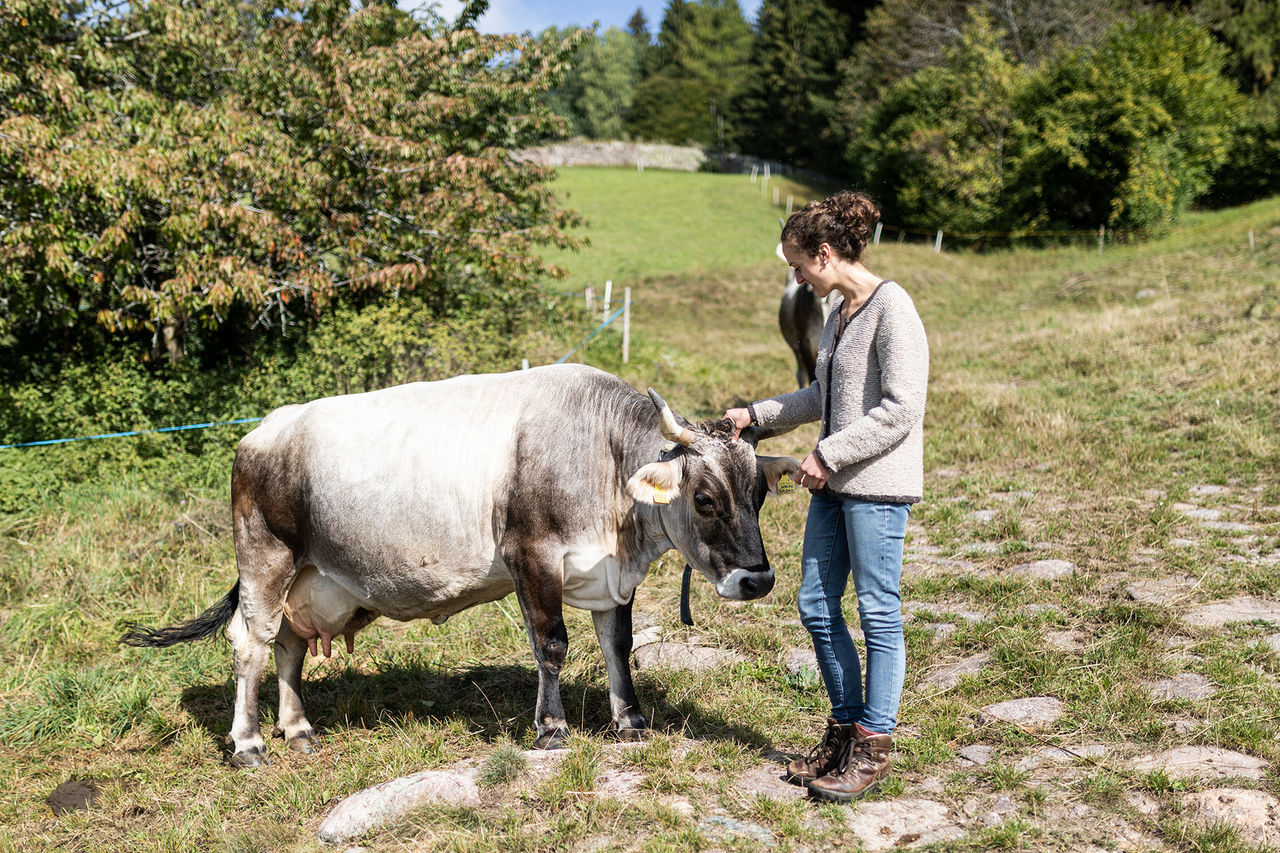 Anna Pfeifer kümmert sich auf der Wise um ihre Kühe