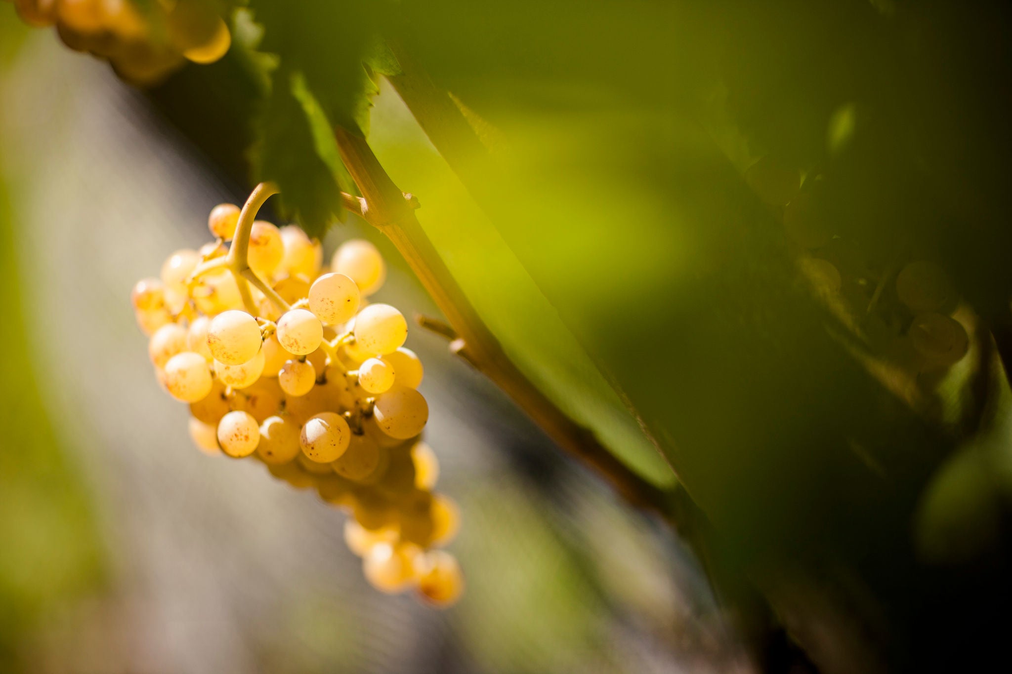 Suedtirols Rebsorten, Vitigni dell'Alto Adige, Alto Adige's grape varieties