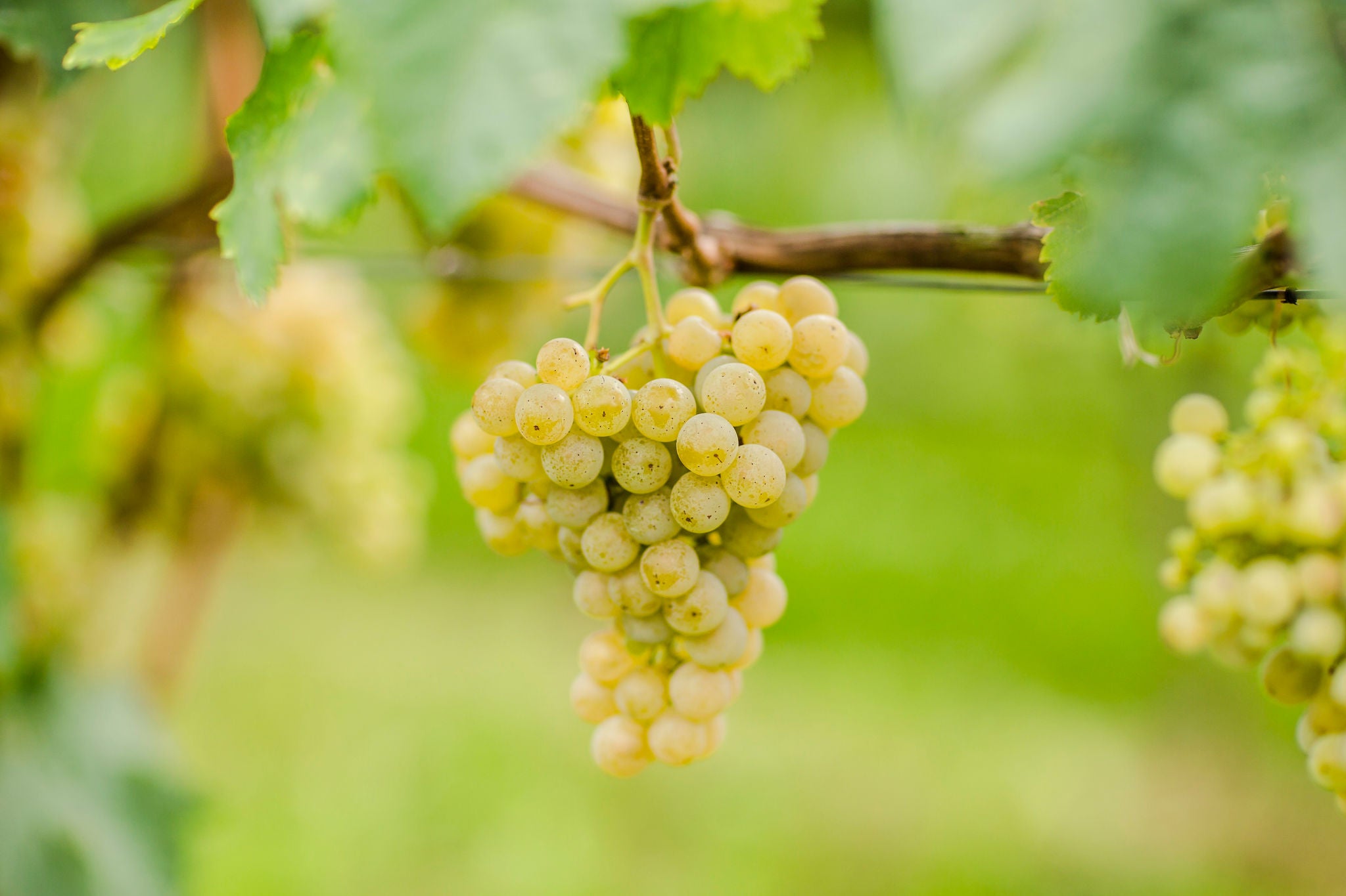 Suedtirols Rebsorten, Vitigni dell'Alto Adige, Alto Adige's grape varieties