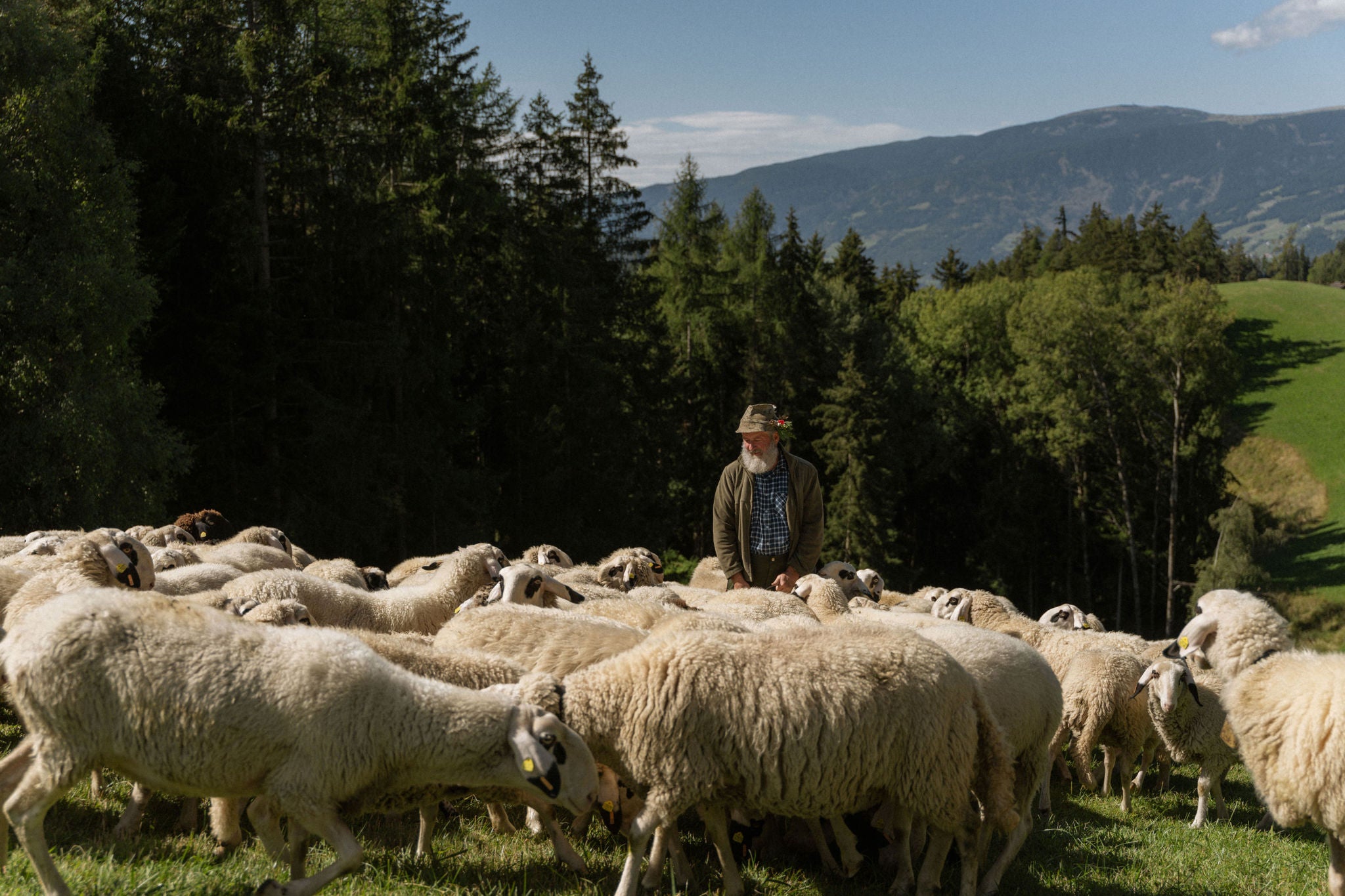 Almabtrieb in der Region Odles Slow Dolomites
