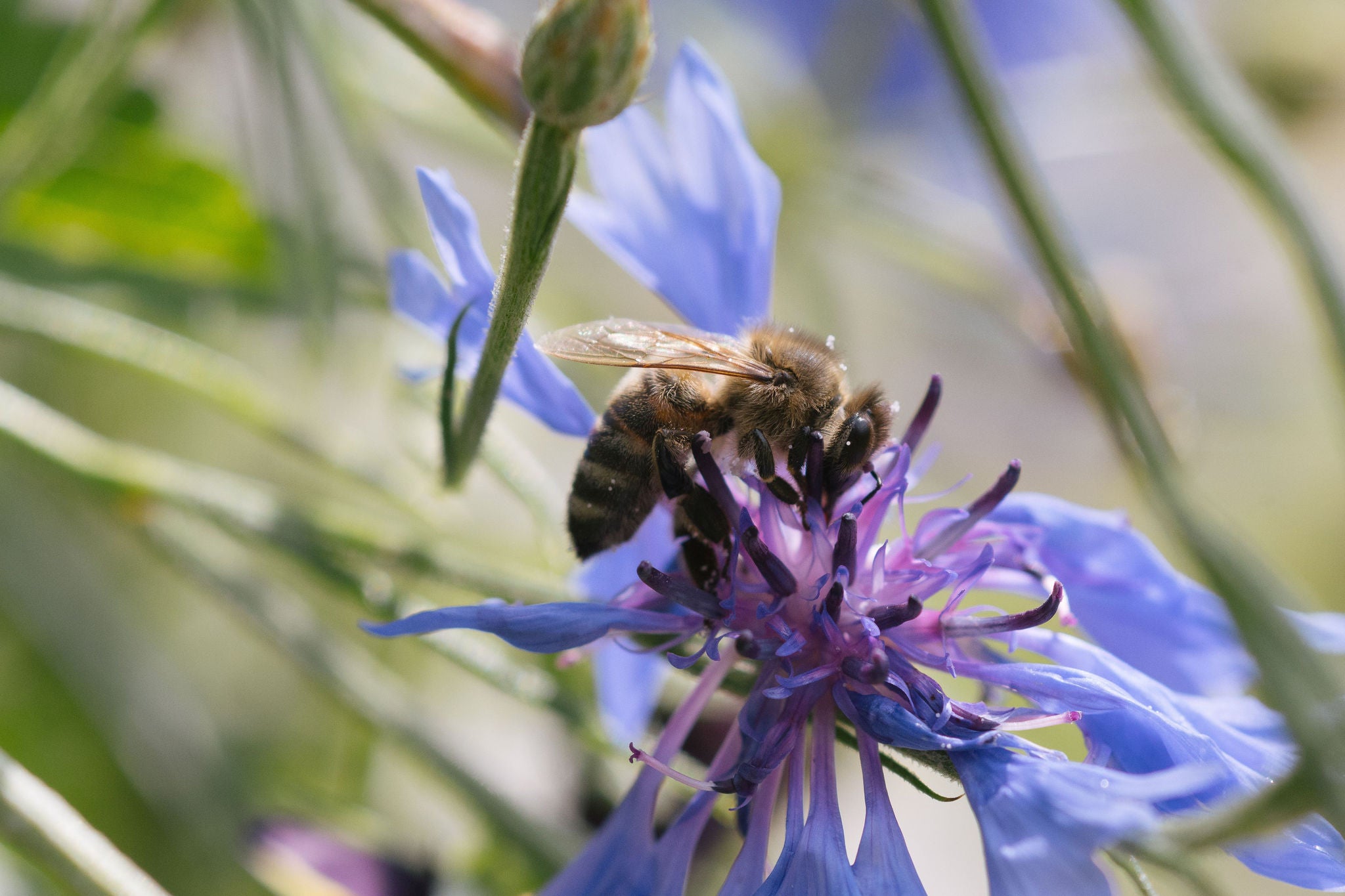Eine Biene sitzt auf einer Flockenblumen