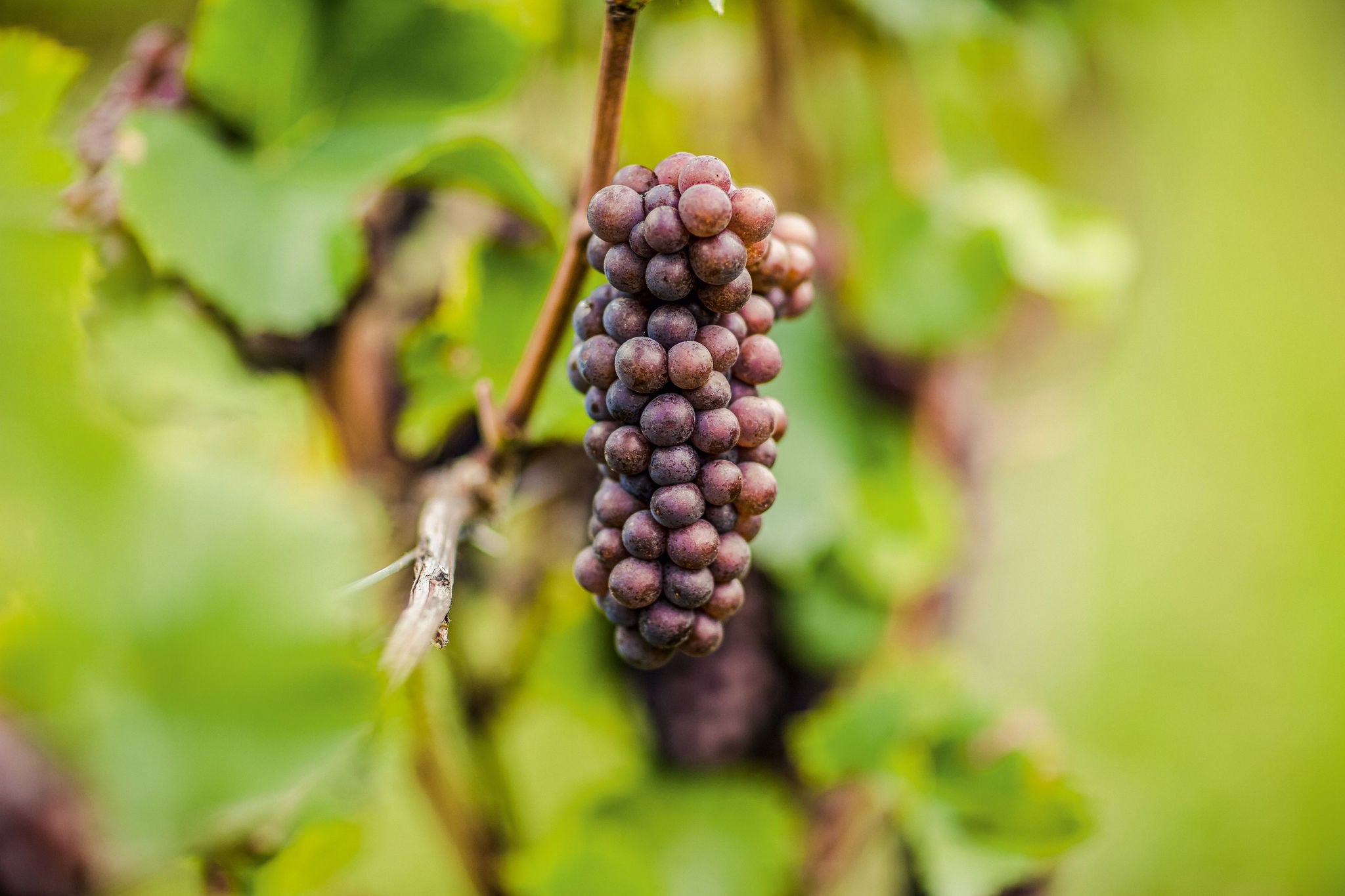 Suedtirols Rebsorten, Vitigni dell'Alto Adige, Alto Adige's grape varieties
