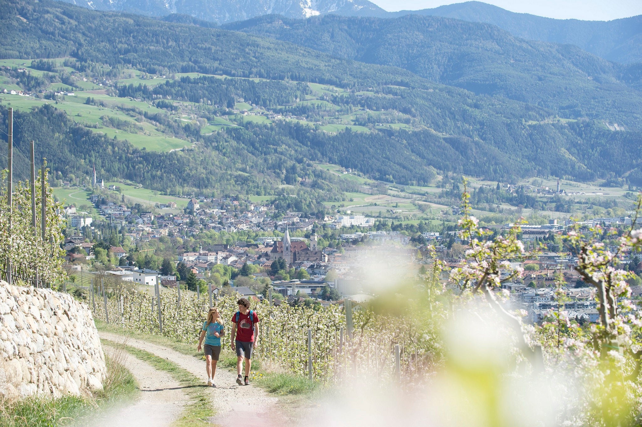 Ein Mann und eine Frau wandern durch die blühenden Apfelwiesen mit der Stadt Brixen im Hintergrund