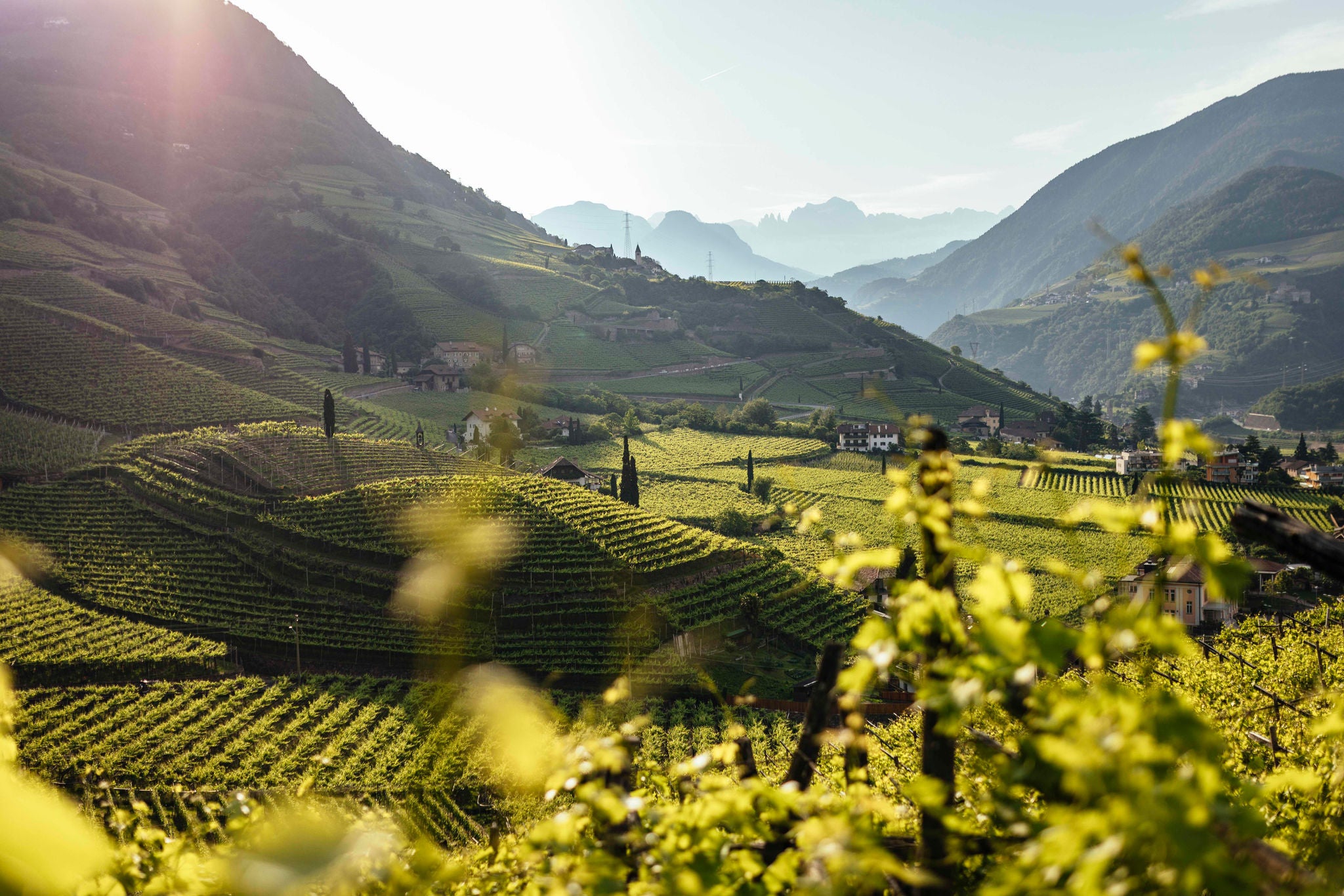 Reblandschaft naehe Bozen, die Dolomiten im Blick