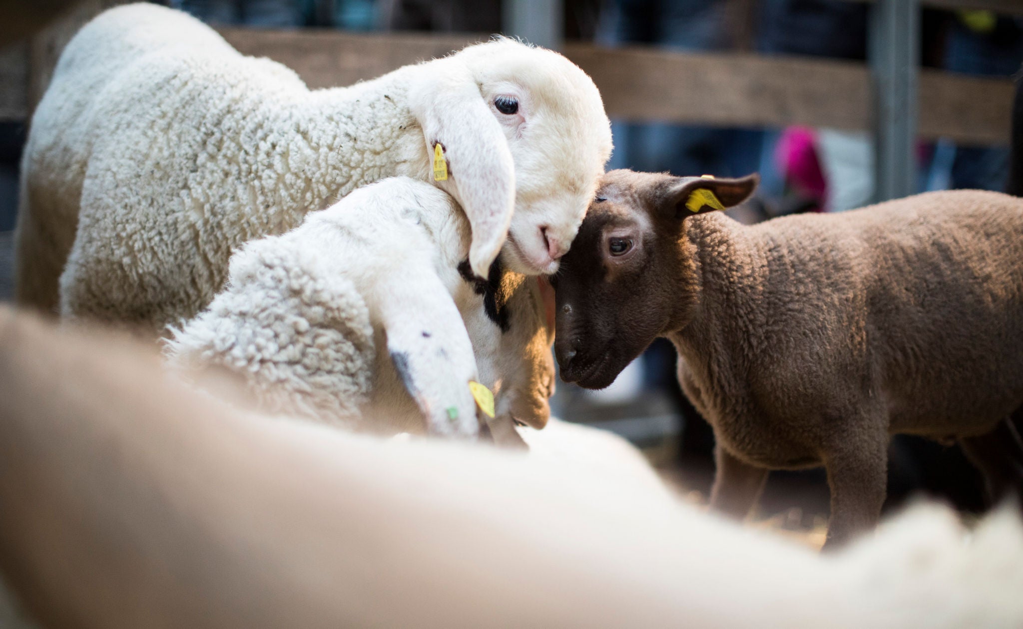 Drei Schafe stehen beieinander und berÃ¼hren sich an den KÃ¶pfen.
