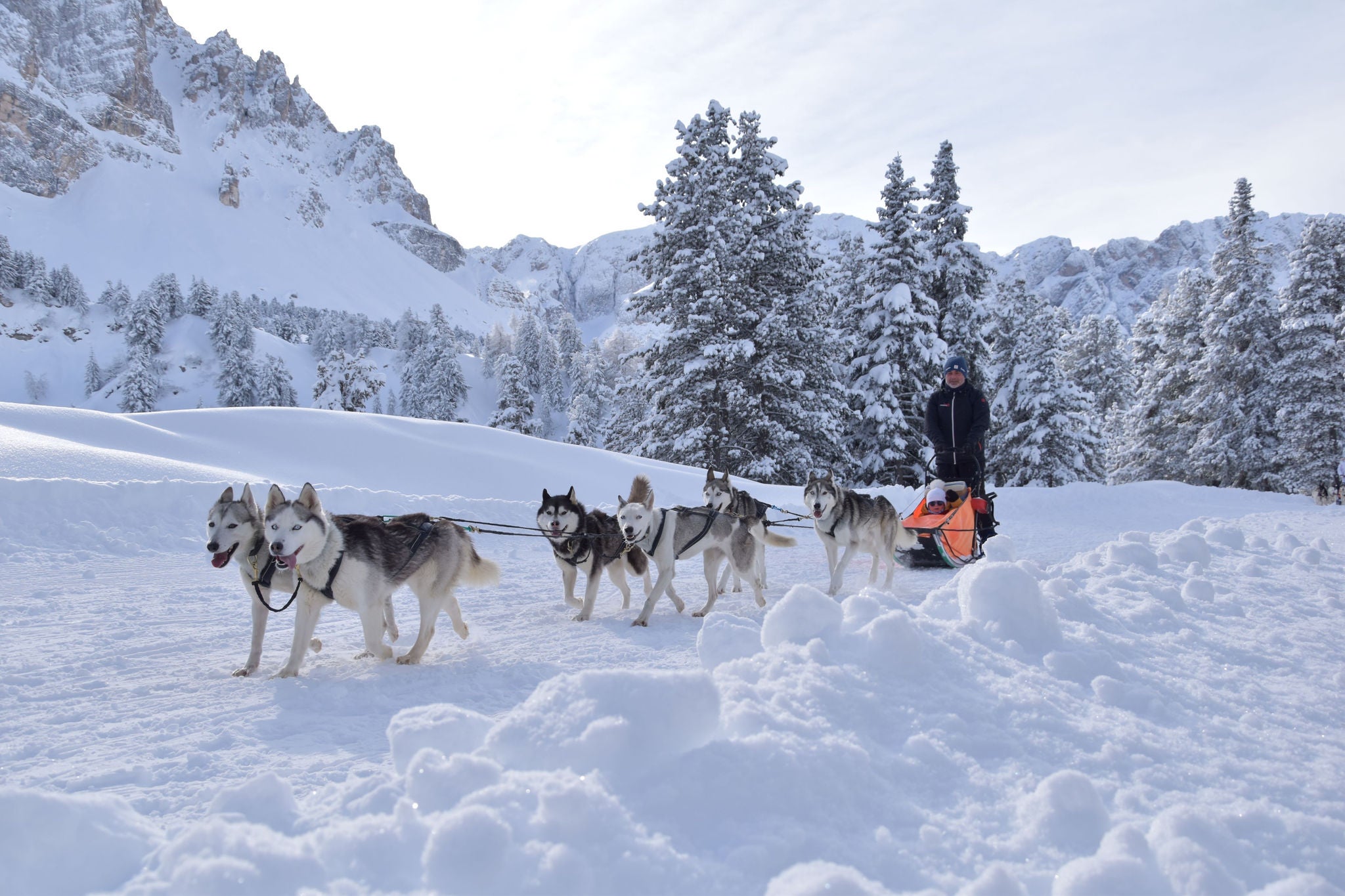 Huskysleddog Plan de Corones