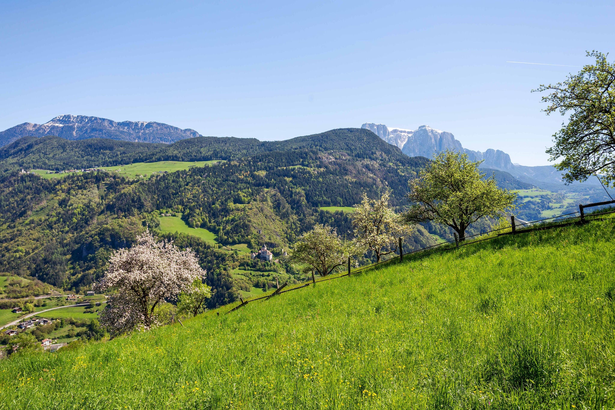 Wiese mit Obstbäumen oberhalb von Klausen im Frühling