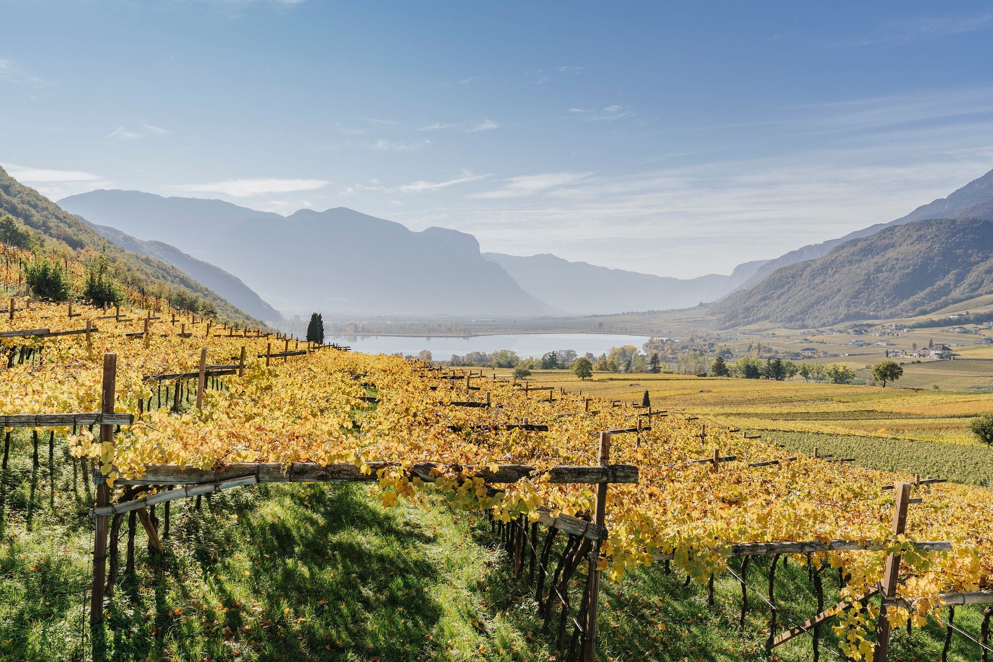 Weinreben in herbstlicher Färbung mit Blick auf den Kalterer See
