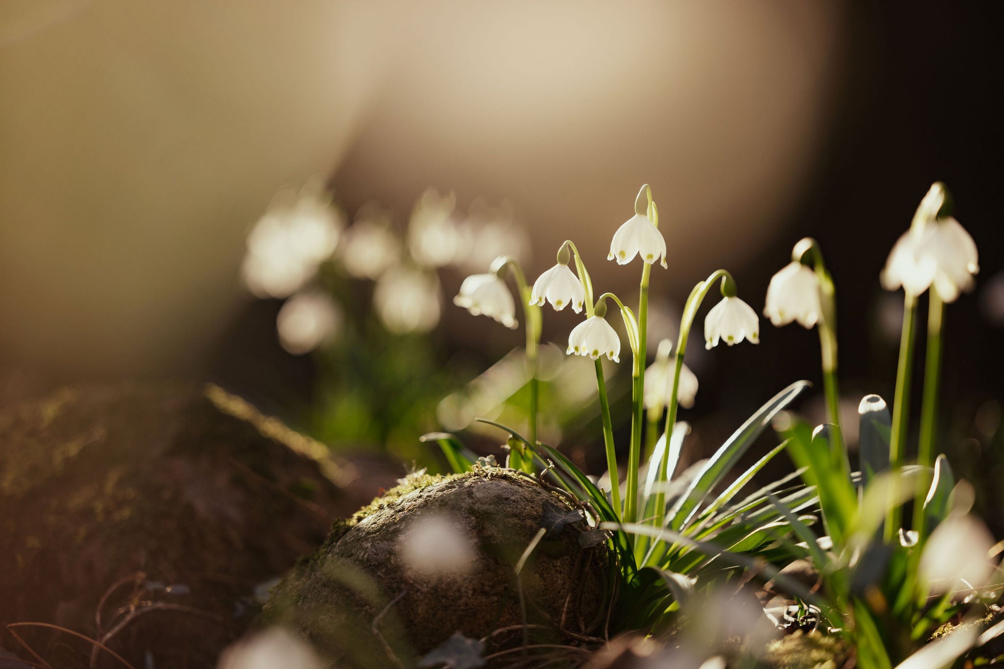 Schneeglöckchen im Sonnenschein im Frühlingstal bei Bozen