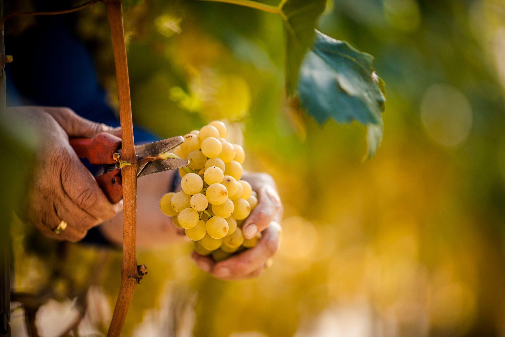 Ernte im Weinberg, Vendemmia nel vigneto, Harvest in the vineyard