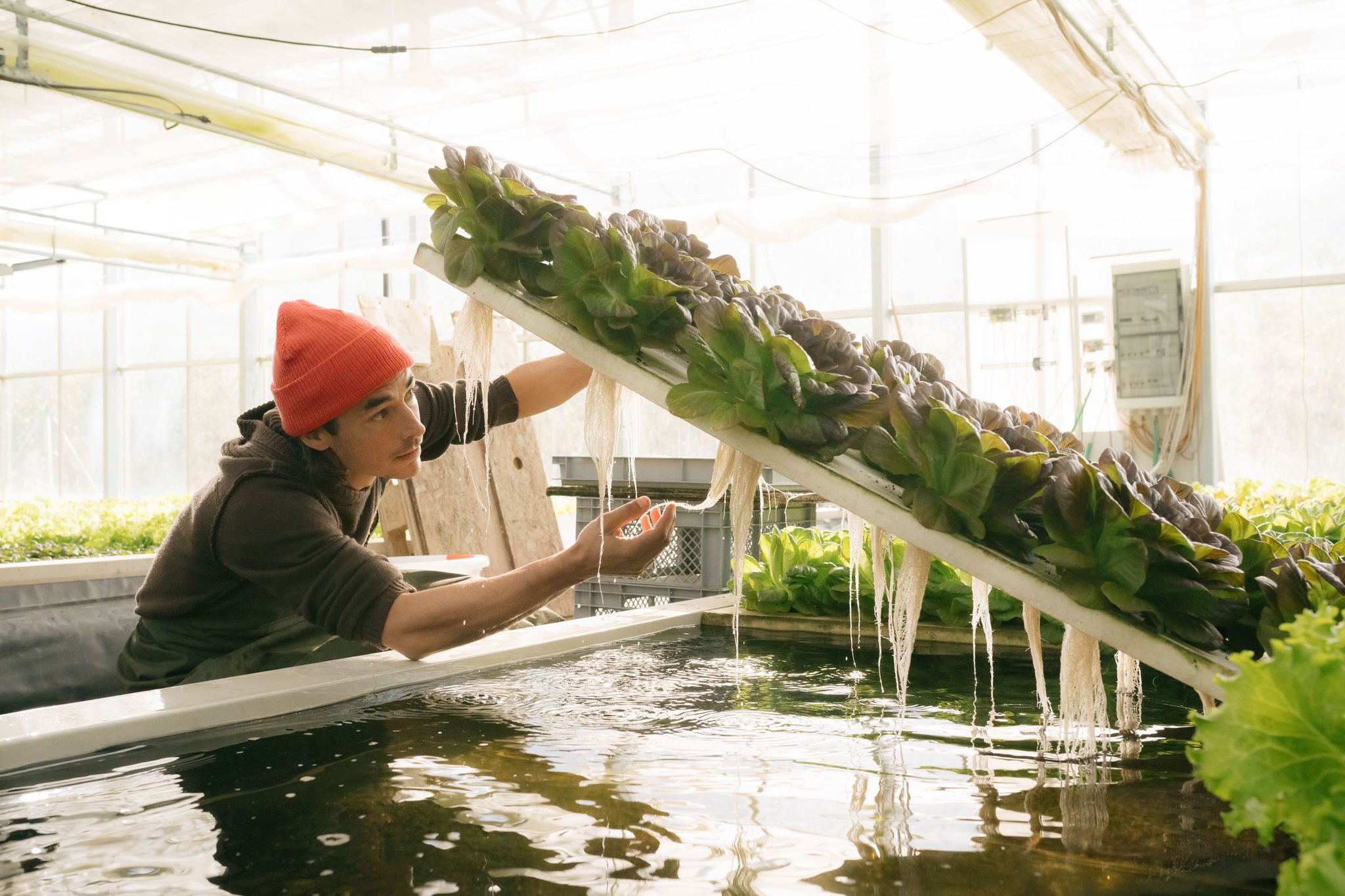 Schwimmendes Salatbeet in einer Aquaponik Farm