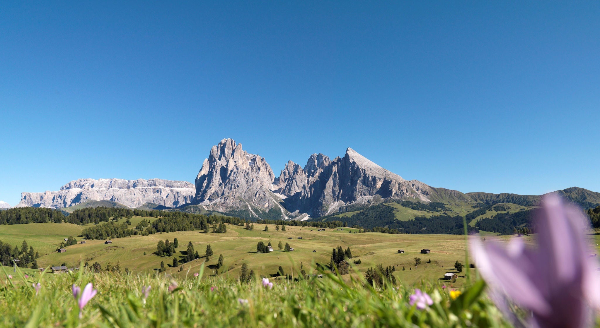 Krokusblüte auf der Seiser Alm, Lang- und Plattkofel im Hintergrund