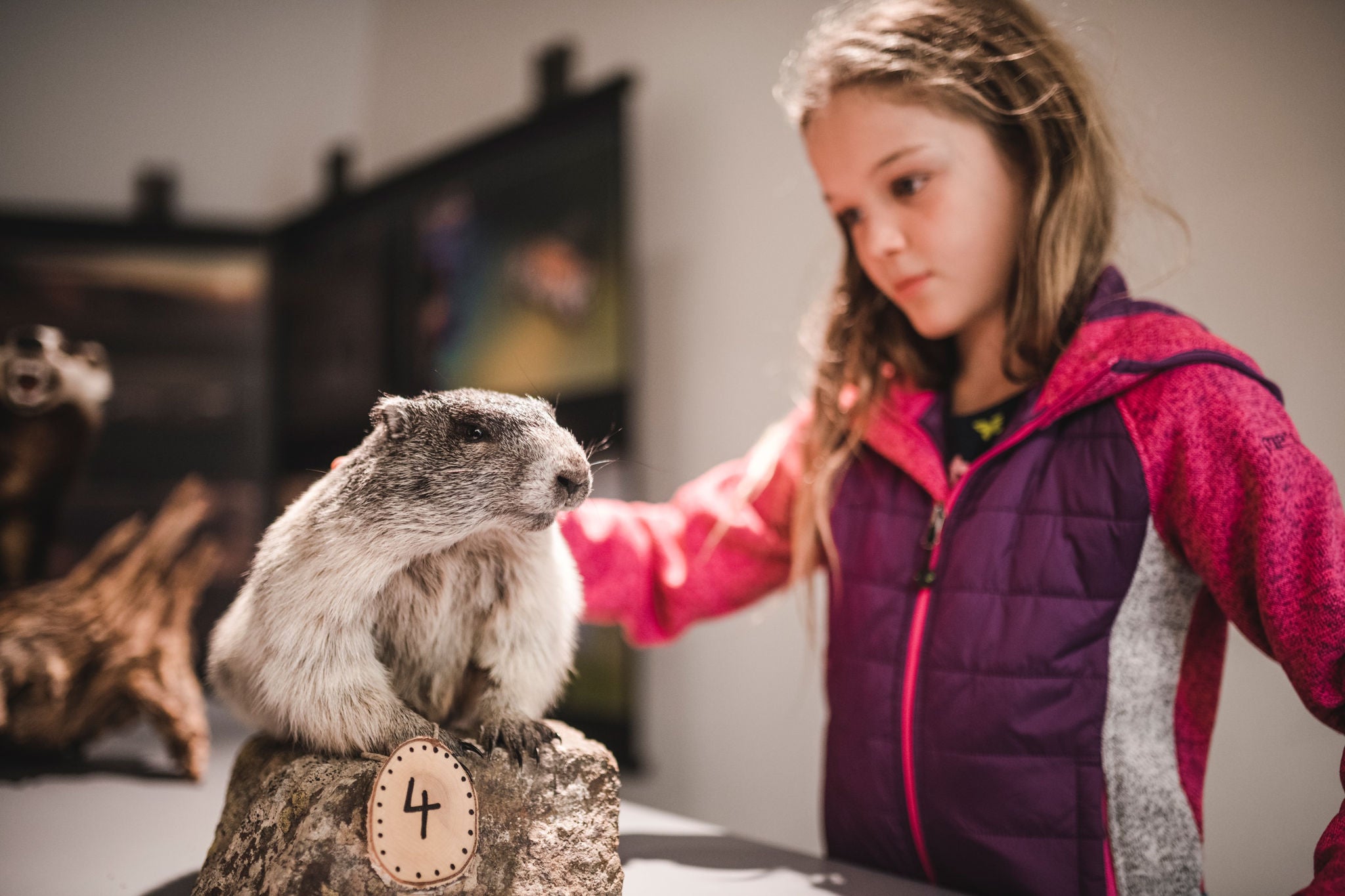 Ein Mädchen bewundert ein Murmeltier im Besucherzentrum Nationalpark Stilfserjoch
