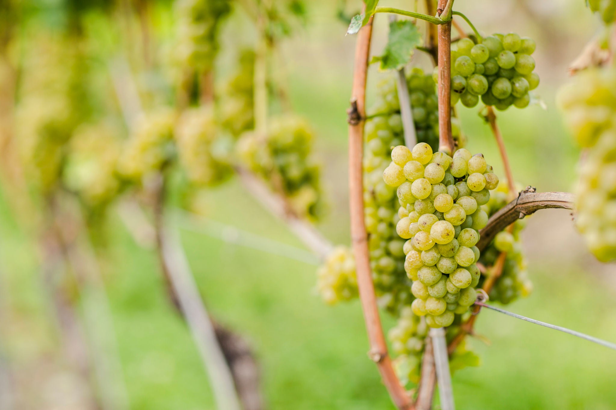 Suedtirols Rebsorten, Vitigni dell'Alto Adige, Alto Adige's grape varieties