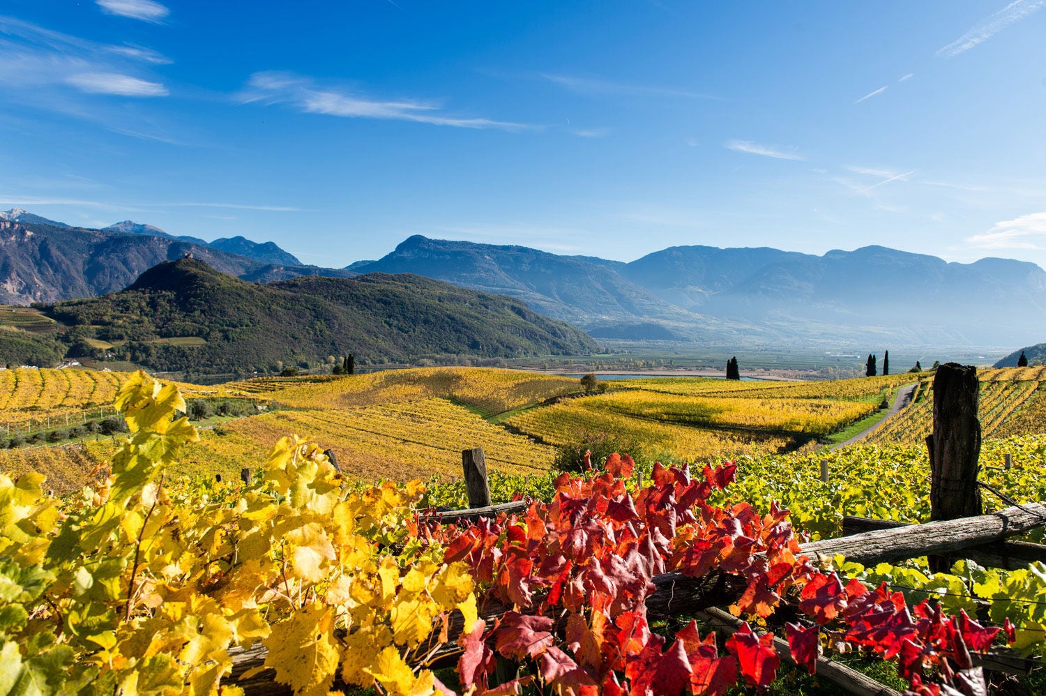 Die Weinberge bei Kaltern am See im Herbst