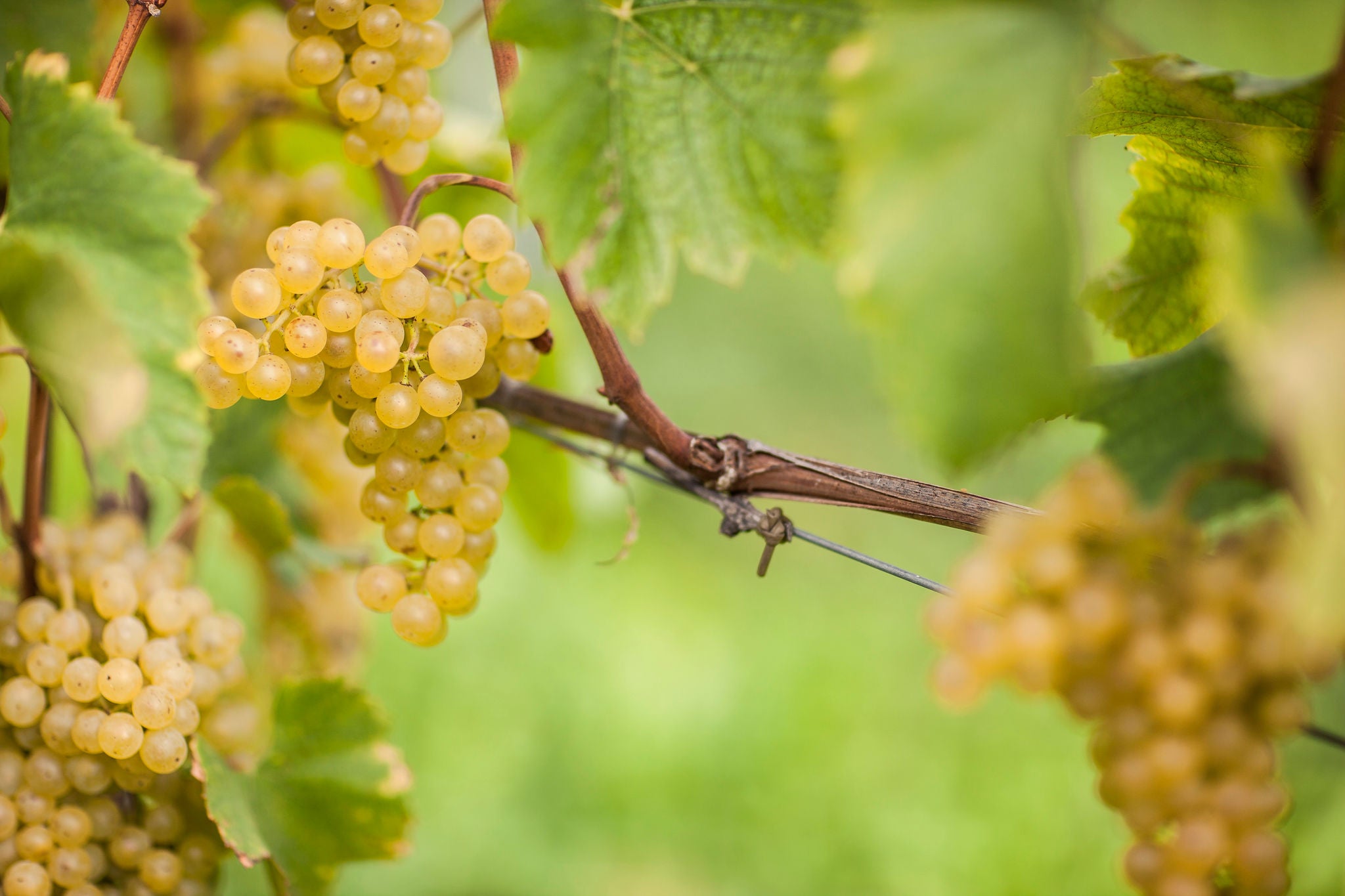 Chardonnay Alto Adige