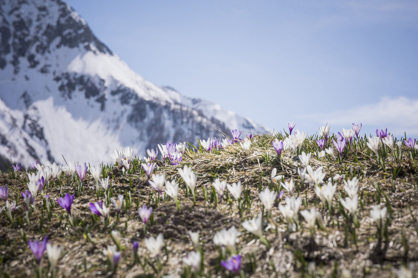Krokusfeld im Ahrntal mit Berg im Hintergrund