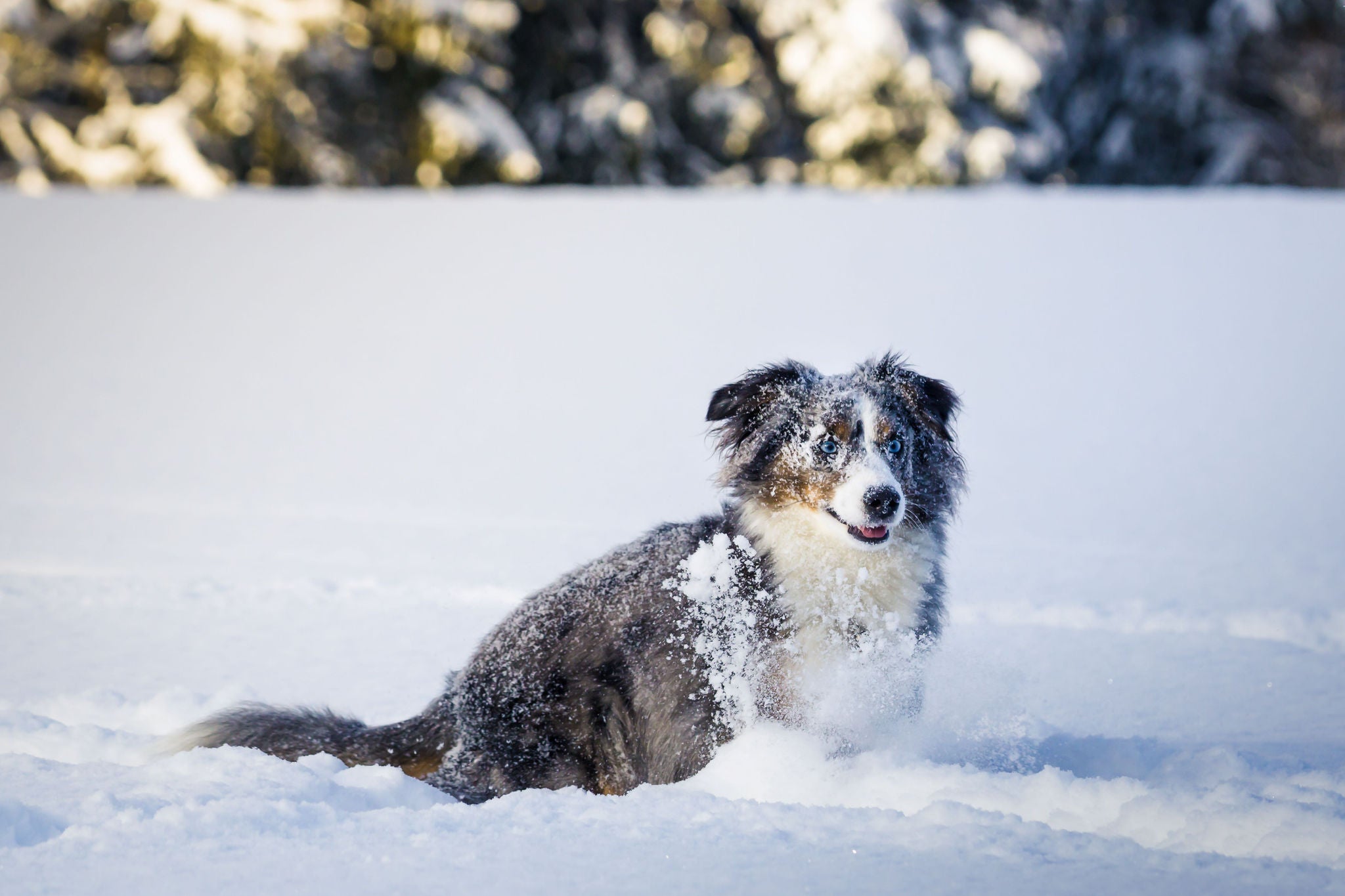 Winterurlaub mit dem Hund in Südtirol