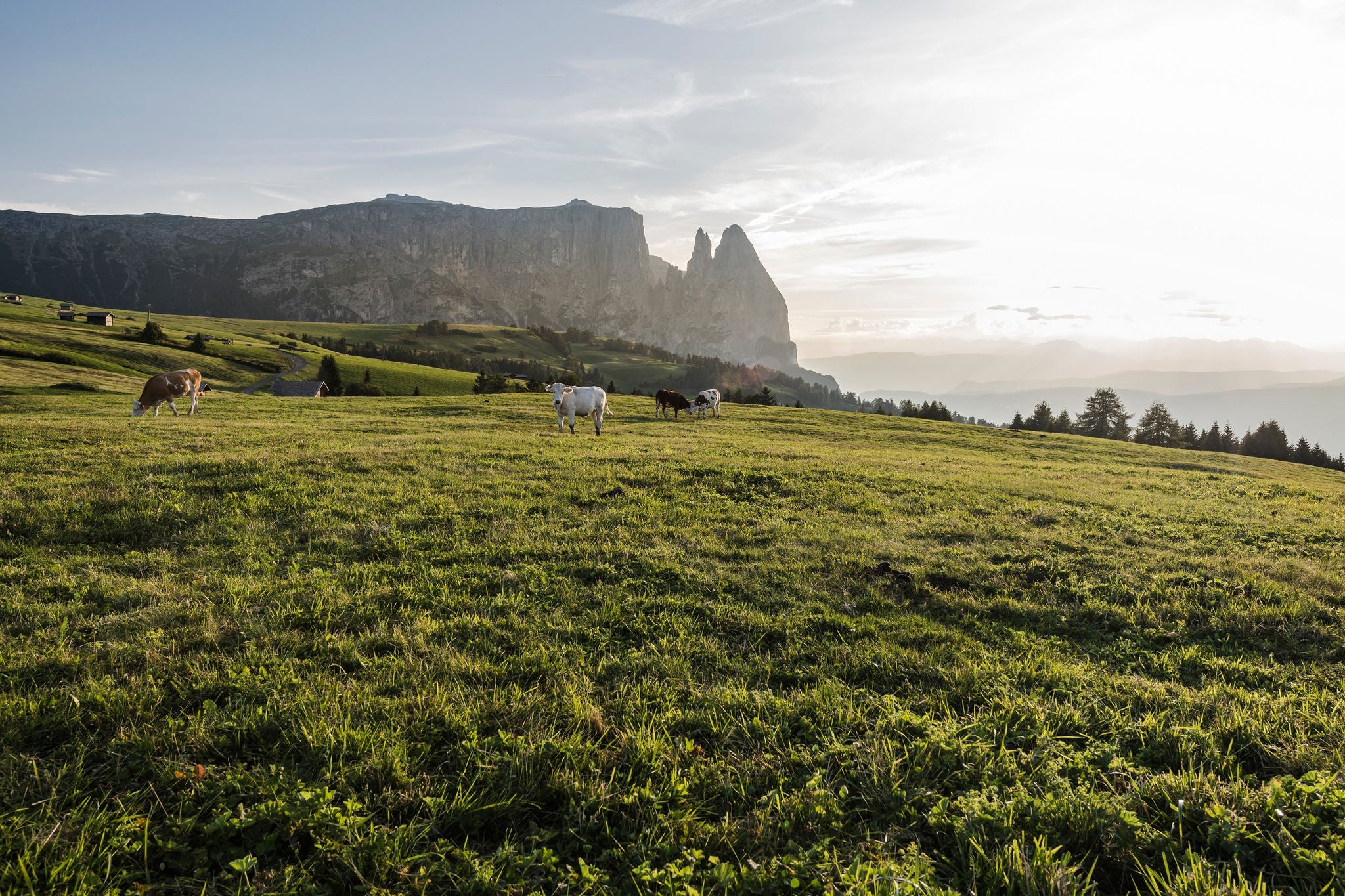 Kühe grasen auf einer Weide im Gebiet der Seiser Alm mit Schlern und Santerspitze im Hintergrund.