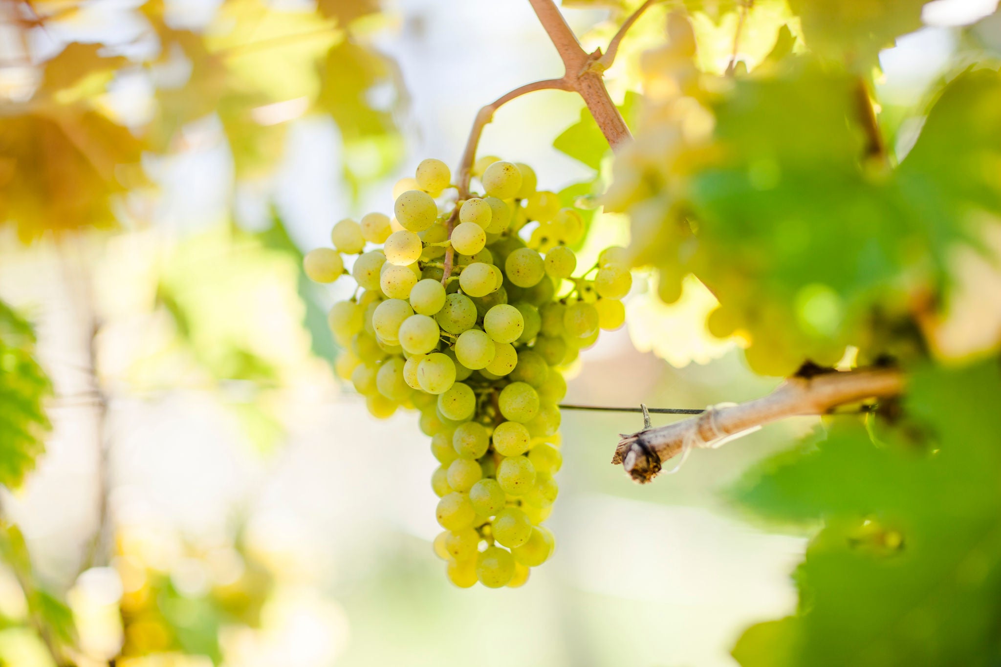 Suedtirols Rebsorten, Vitigni dell'Alto Adige, Alto Adige's grape varieties