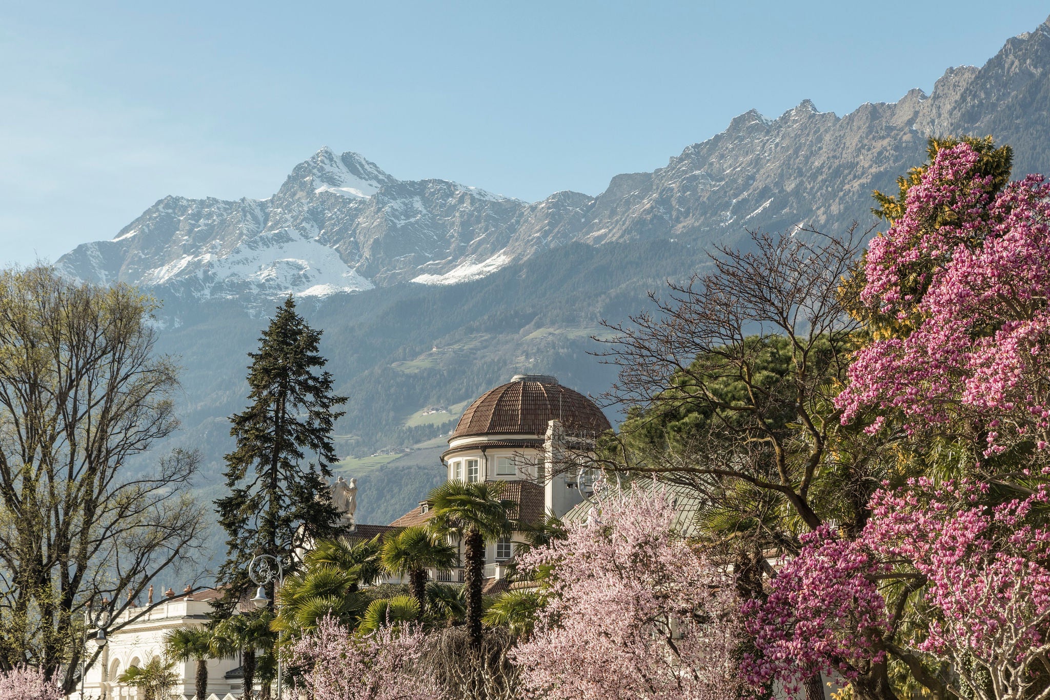 Rosa und pink blühende Zierbäume im Kontrast zum schneebedeckten Berg, mittendrin die Kuppel des Kurhauses von Meran