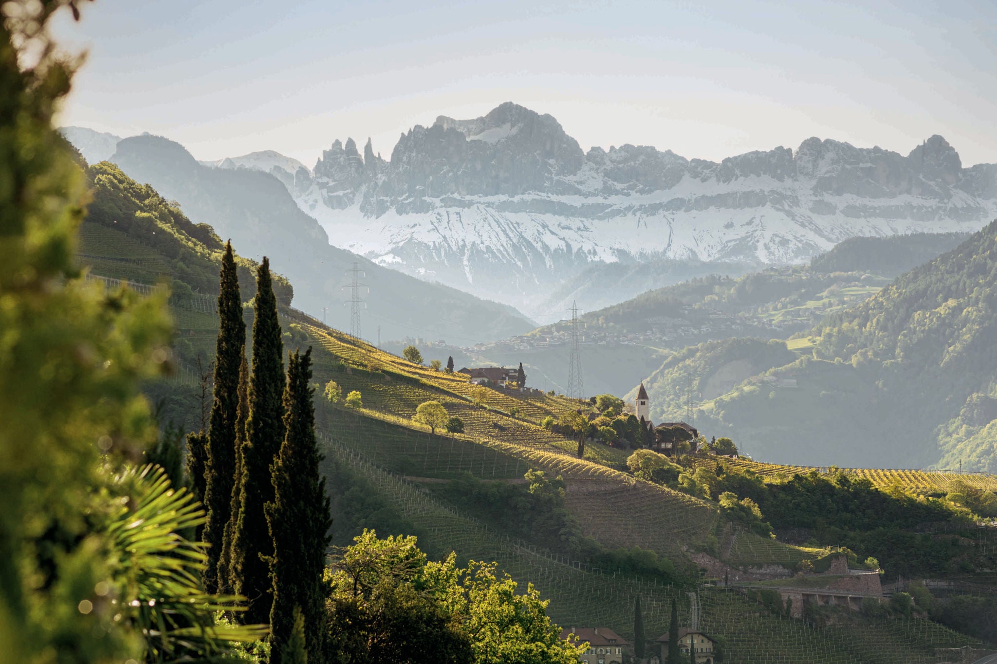 Weinanbaugebiet mit Blick auf die Dolomiten
