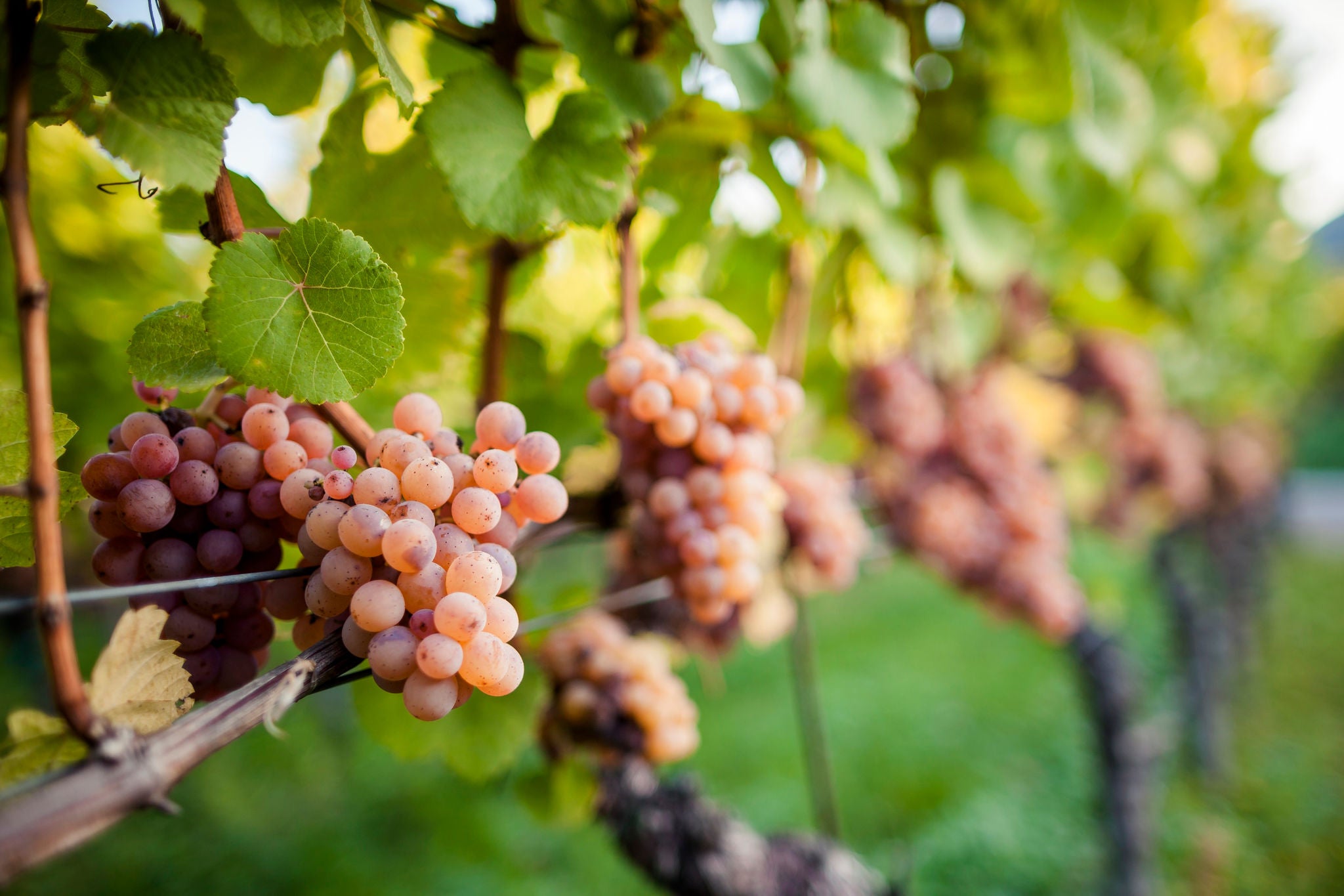 Gewürztraminer Alto Adige