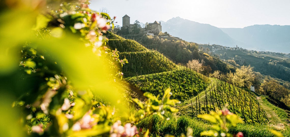 Die Weinberge mit dem Schloss Tirol bei Dorf Tirol im Frühling