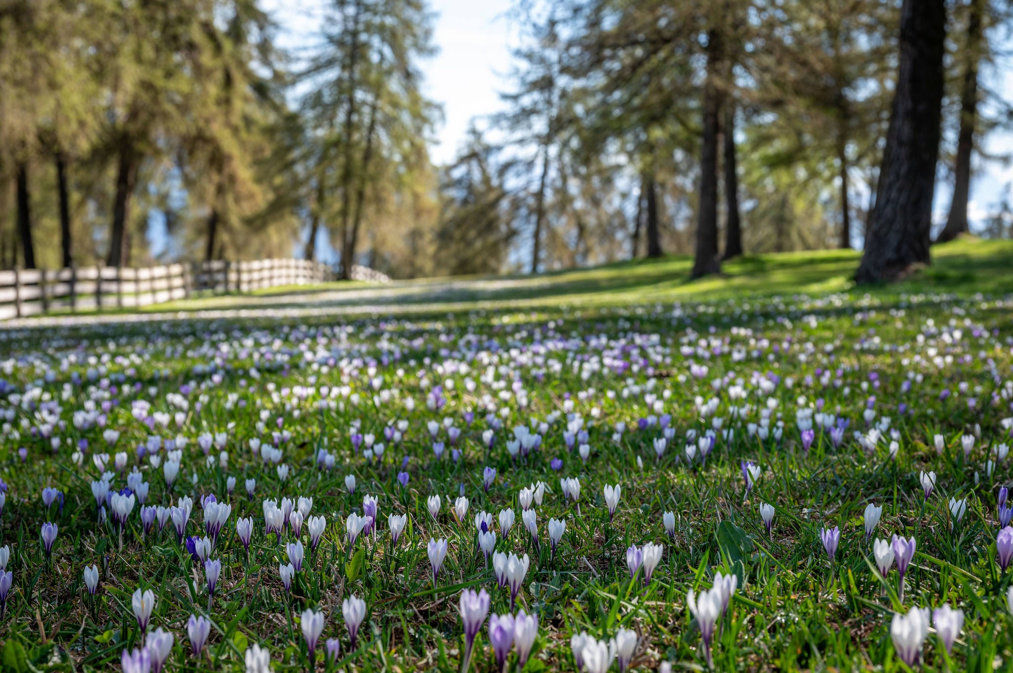 Krokusblüte am Salten