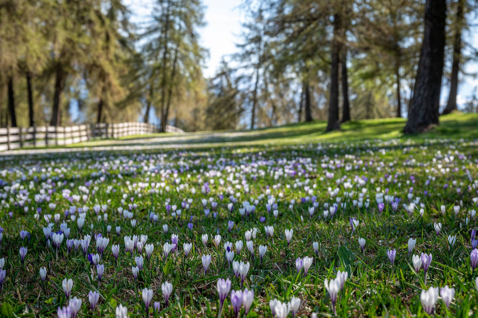 Krokusblüte am Salten