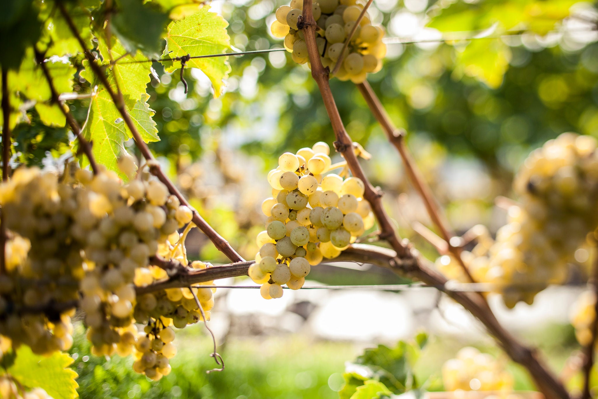 Suedtirols Rebsorten, Vitigni dell'Alto Adige, Alto Adige's grape varieties