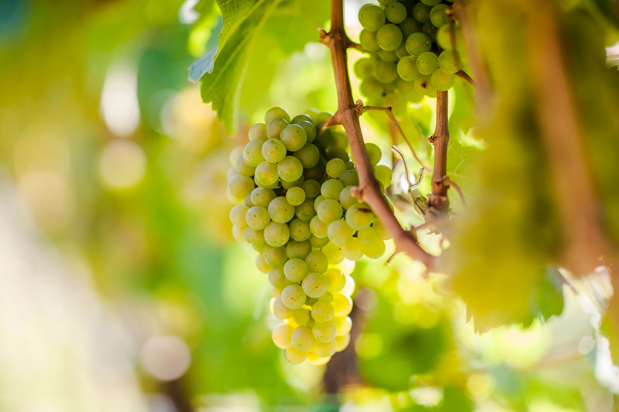 Suedtirols Rebsorten, Vitigni dell'Alto Adige, Alto Adige's grape varieties