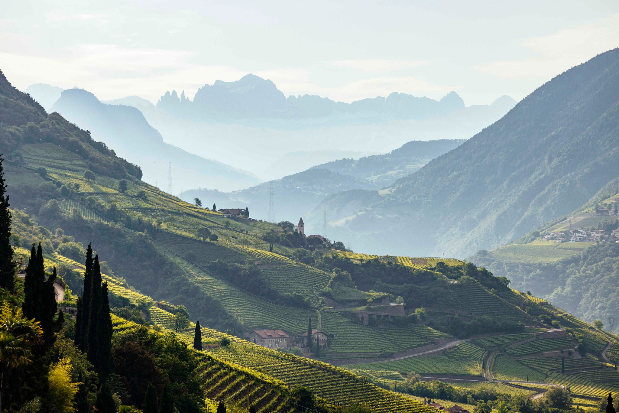 Blick über die Weinberge von Bozen zu den Dolomiten