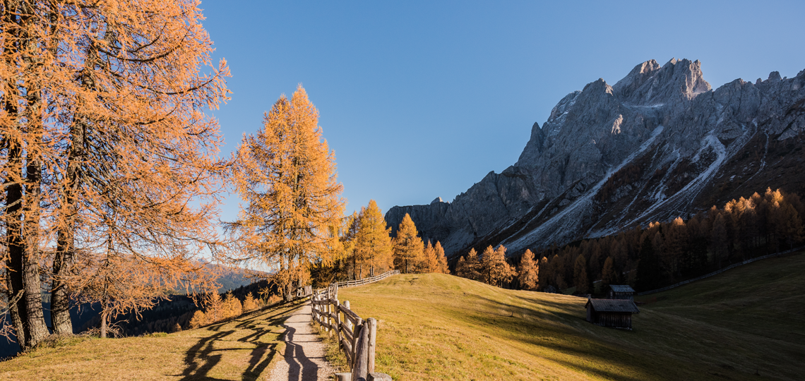 Eine Wiese mit rötlioch gefärbetne Bäumen bei Sexten im Herbst