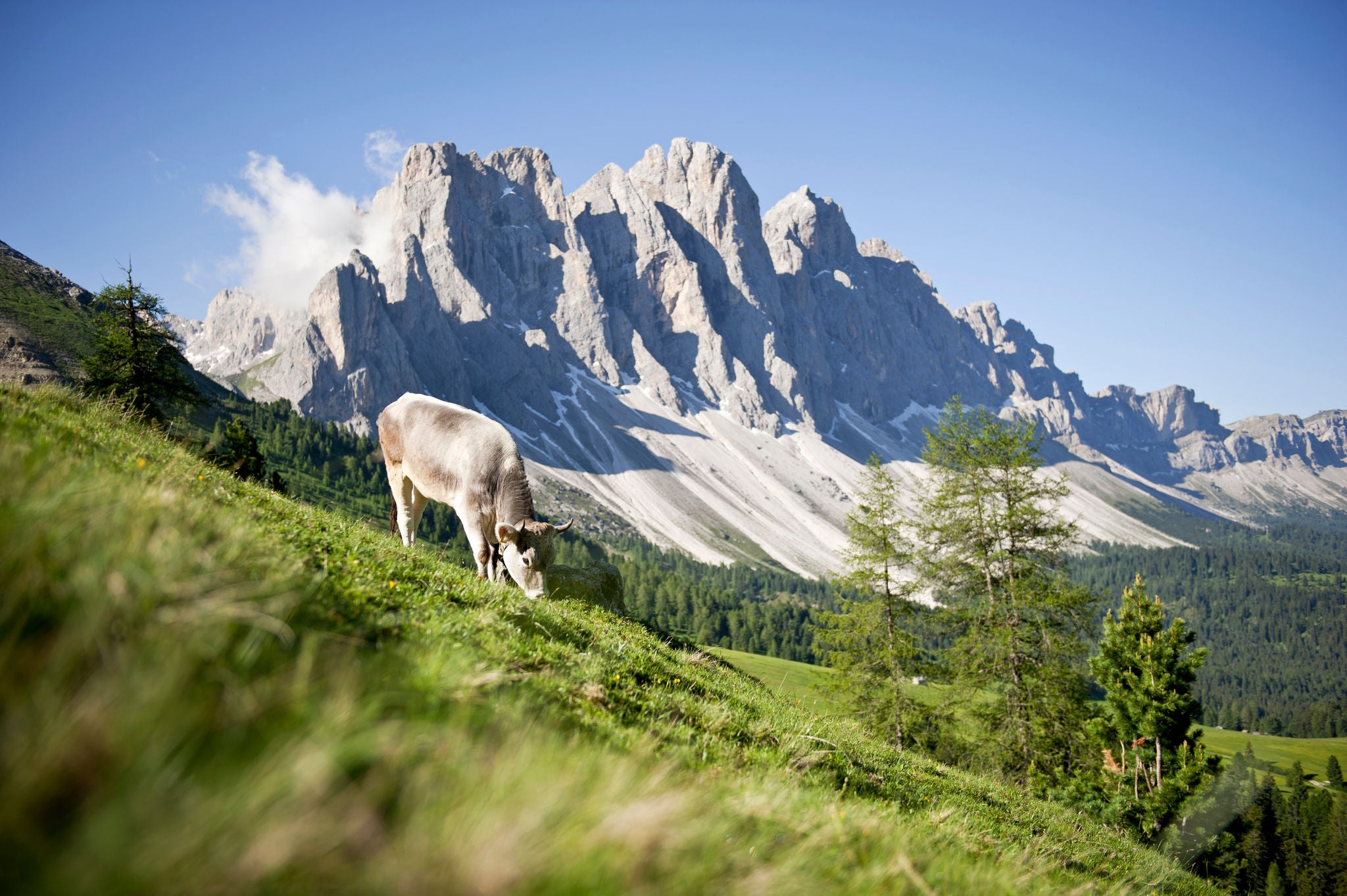 Eine Kuhe steht auf der Weide, im Hintergrund erheben sich die zackig geformten Geislerspitzen von Villnöss.