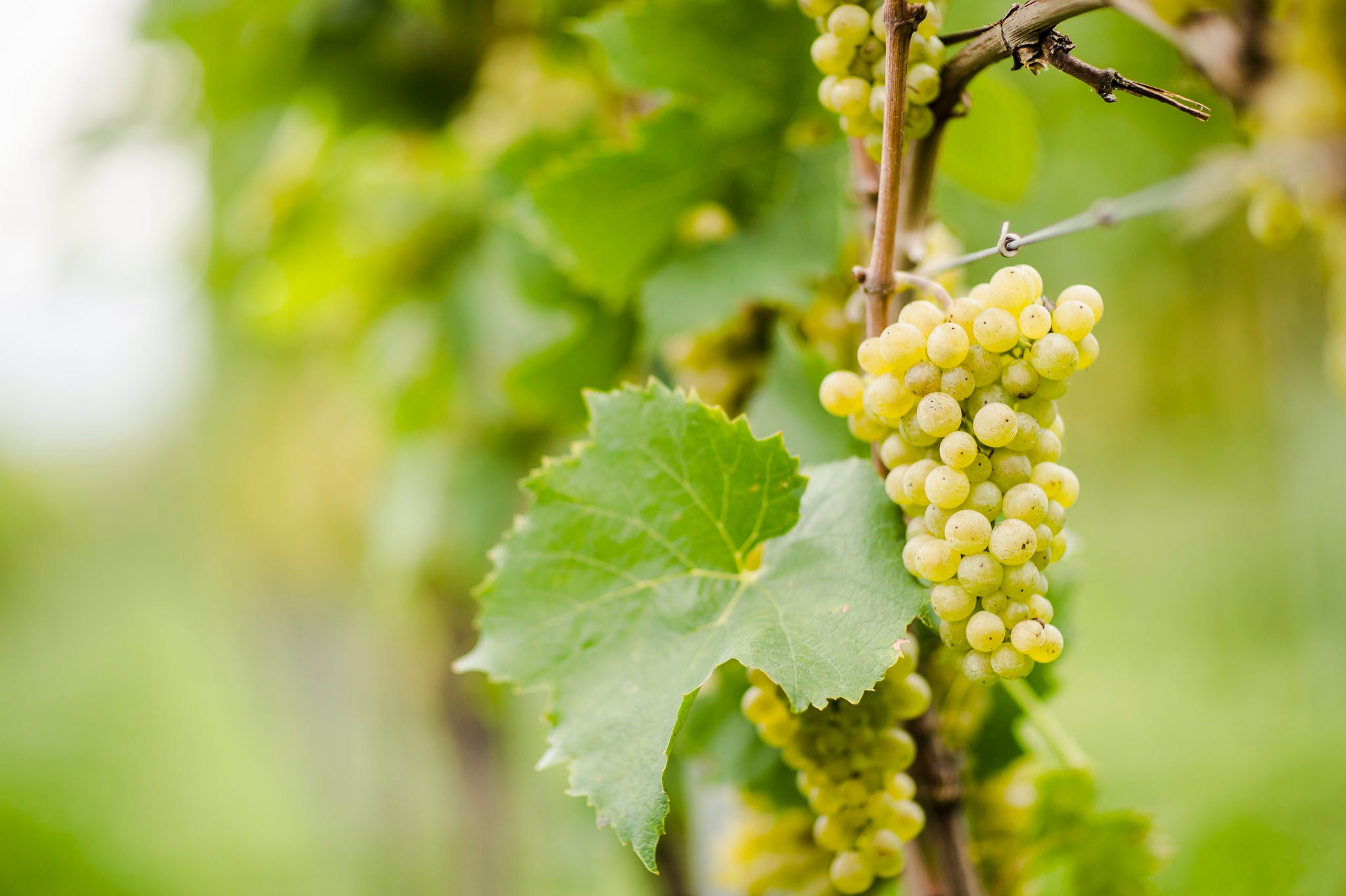 Suedtirols Rebsorten, Vitigni dell'Alto Adige, Alto Adige's grape varieties