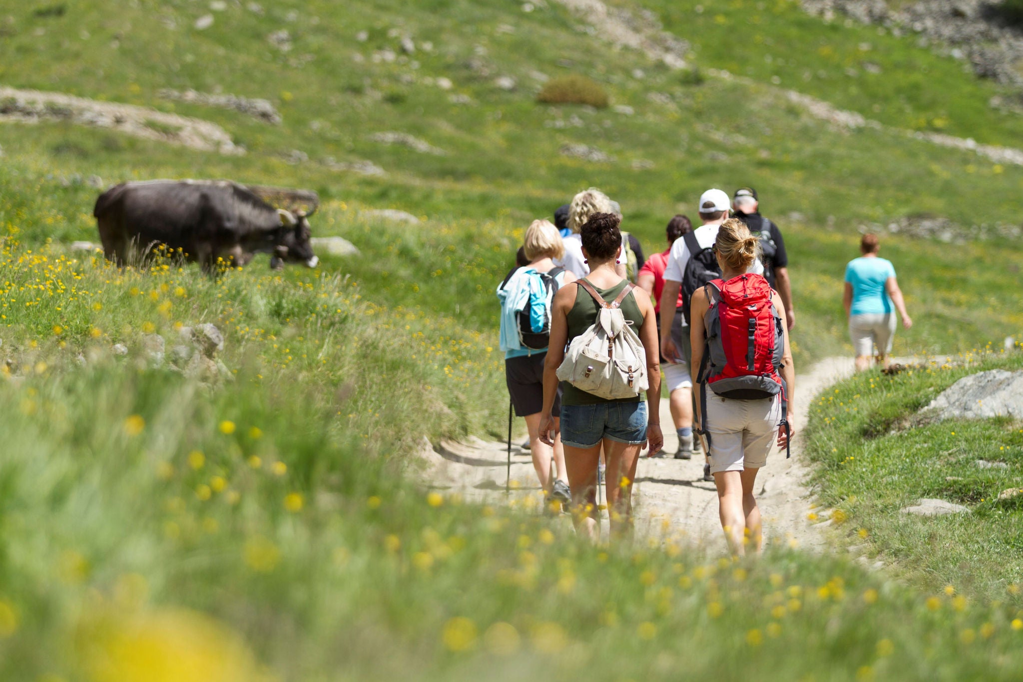 Eine Gruppe von Wanderern in der Rückenansicht auf einem sonnigen Wiesenweg, am Wegrand grast eine Kuh.