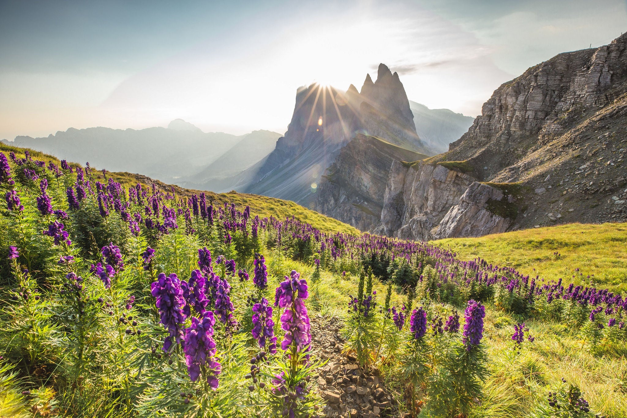 Die Morgensonne kommt hinter den Gipfeln hervor und scheint auf eine Wiese mit blühenden violetten Alpenblumen
