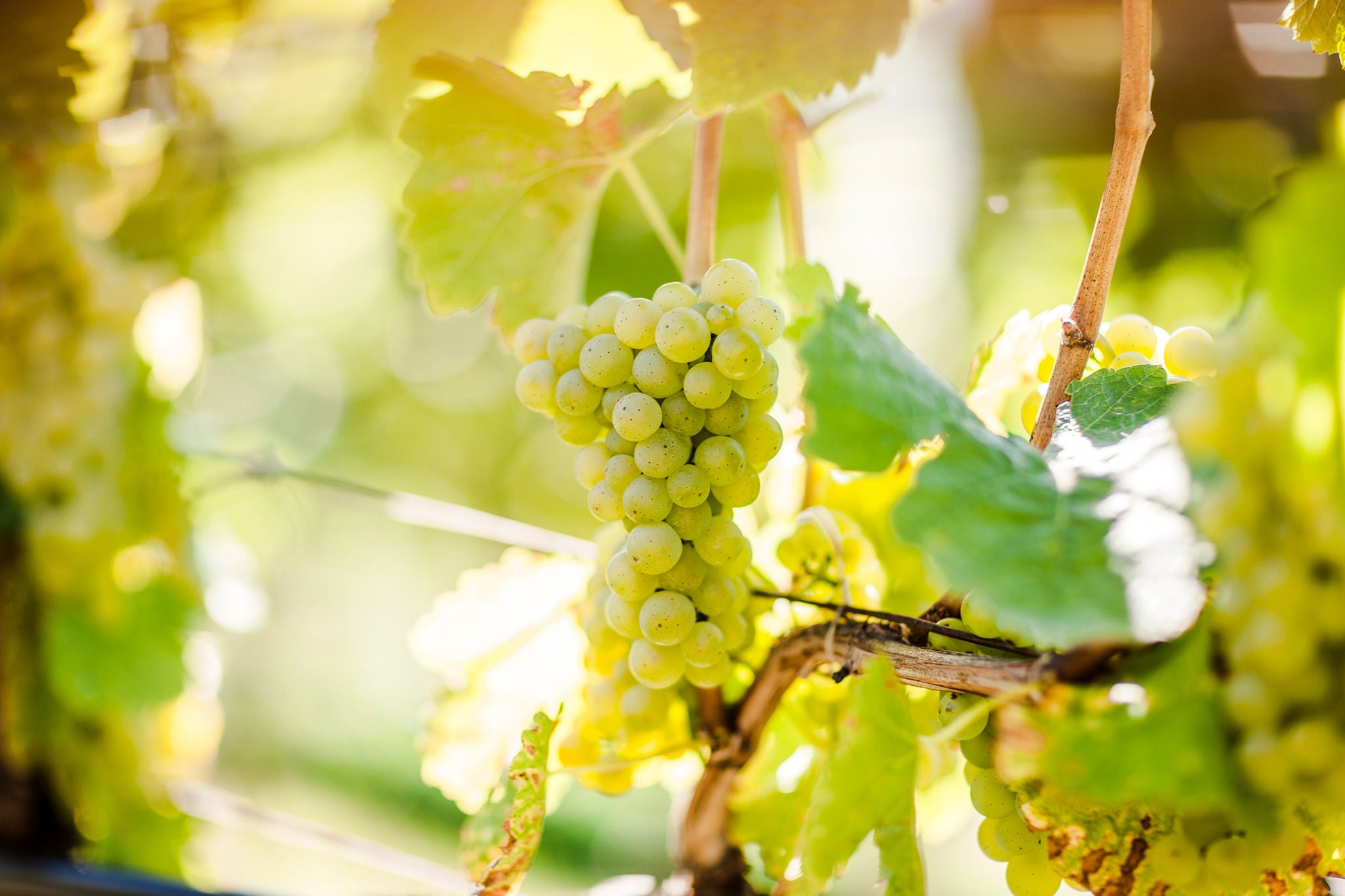 Suedtirols Rebsorten, Vitigni dell'Alto Adige, Alto Adige's grape varieties